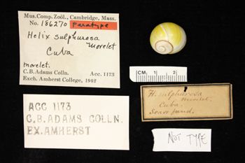 Media type: image; Malacology 186270
